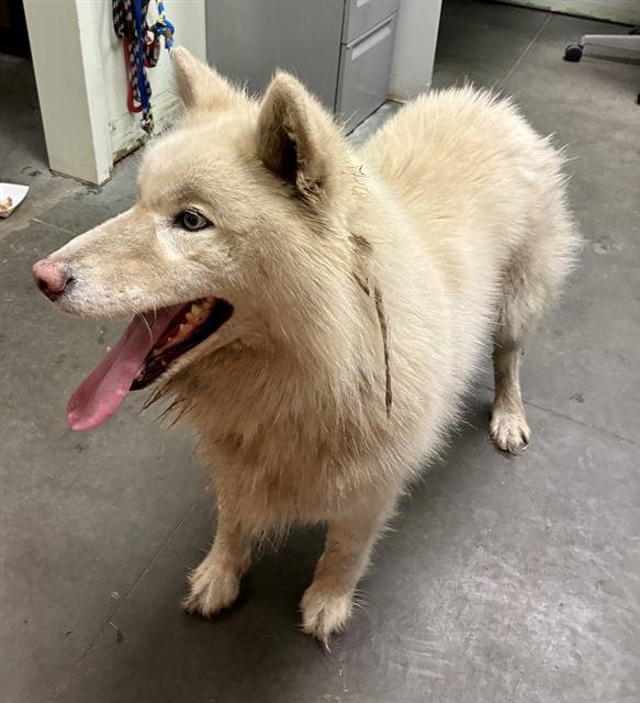 LEWIS* - Samoyed available for adoption