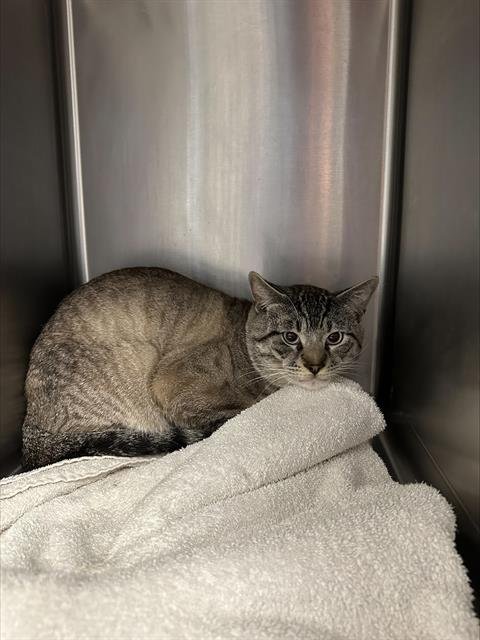 PEPITO* - Siamese available for adoption