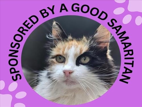 FLUFFY - Domestic Medium Hair available for adoption