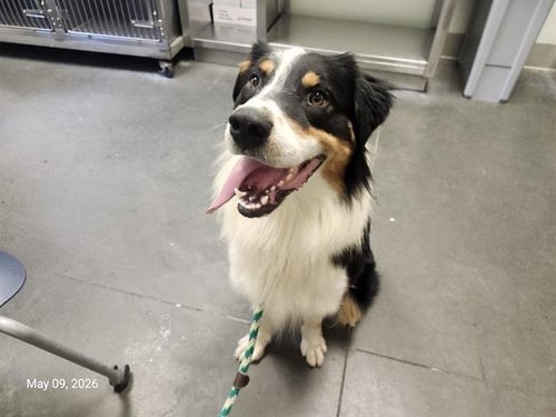 BALOO - Australian Shepherd available for adoption