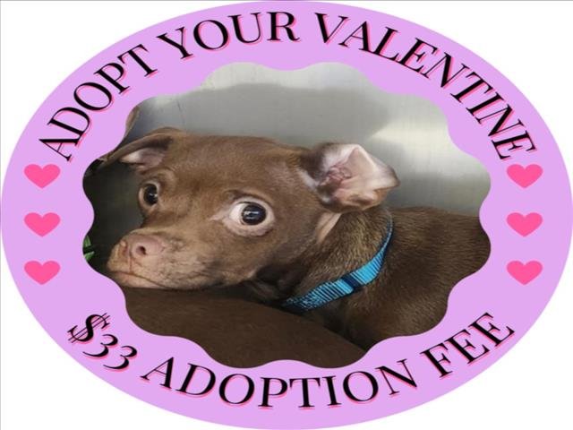 GRIT* - Chihuahua available for adoption