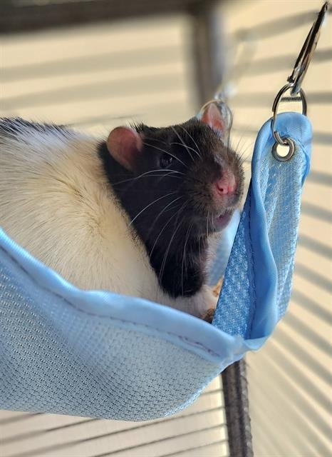 OTTER POP - Rat available for adoption