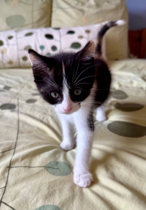 GUADALUPE* - Domestic Short Hair available for adoption