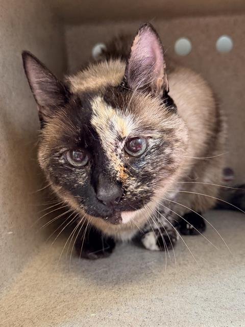 DIVA - Siamese available for adoption