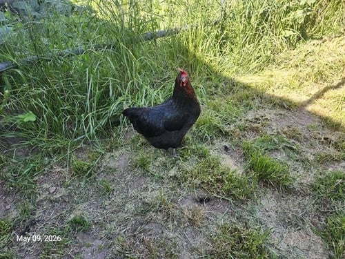 CHAPPELL* - Chicken available for adoption