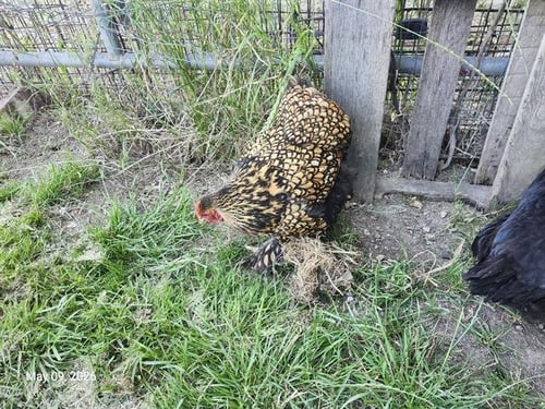 ARIANA* - Chicken available for adoption
