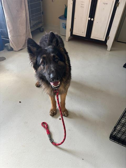 MILO - Belgian Shepherd Tervuren available for adoption