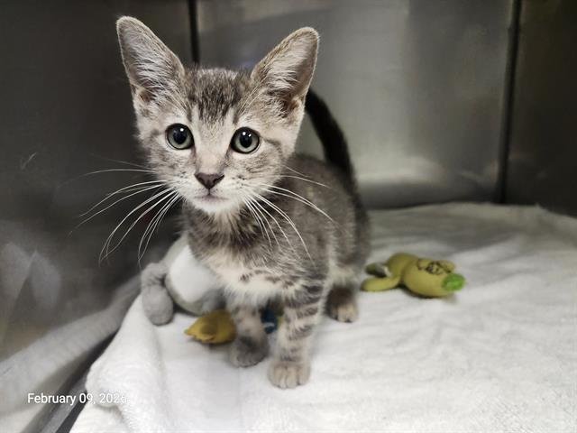 SMOKEY* - Domestic Short Hair available for adoption