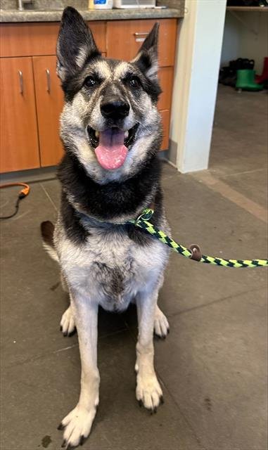 ALANI - German Shepherd Dog / Border Collie available for adoption