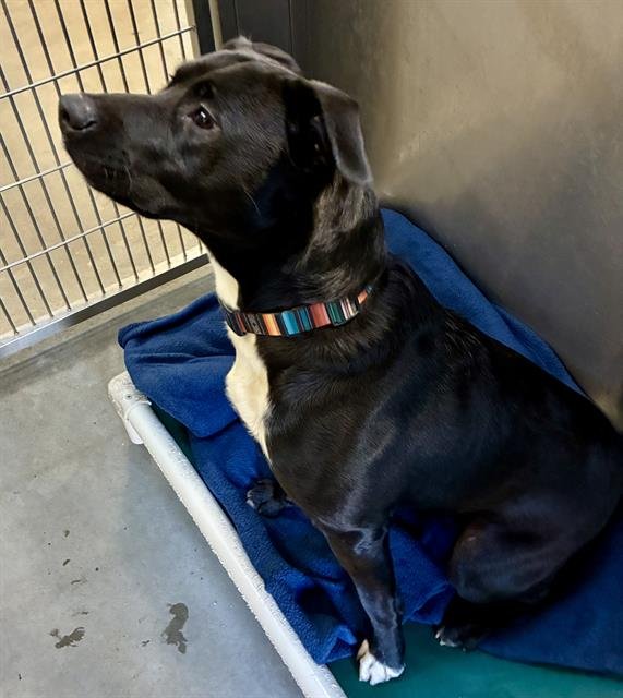 VINNY* - Pit Bull Terrier / Border Collie available for adoption