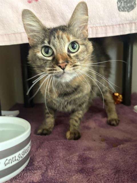 KIWI* - Domestic Medium Hair available for adoption