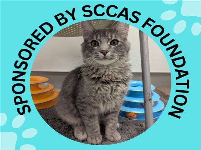 YUCCA* - Domestic Medium Hair available for adoption
