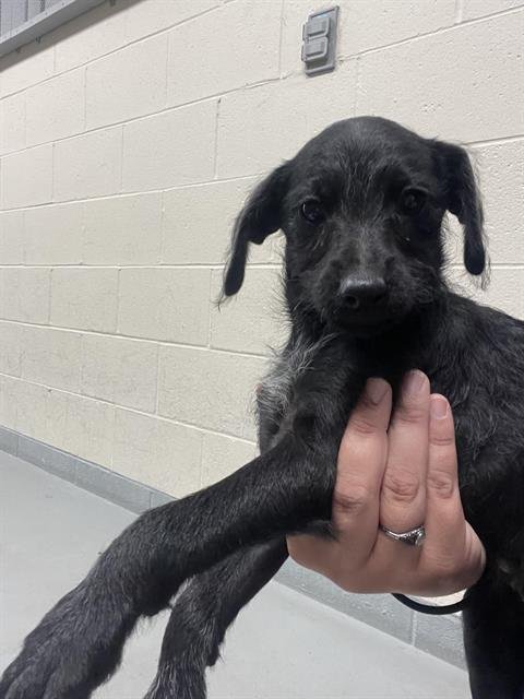 IGGY* - Doberman Pinscher / Miniature Schnauzer available for adoption