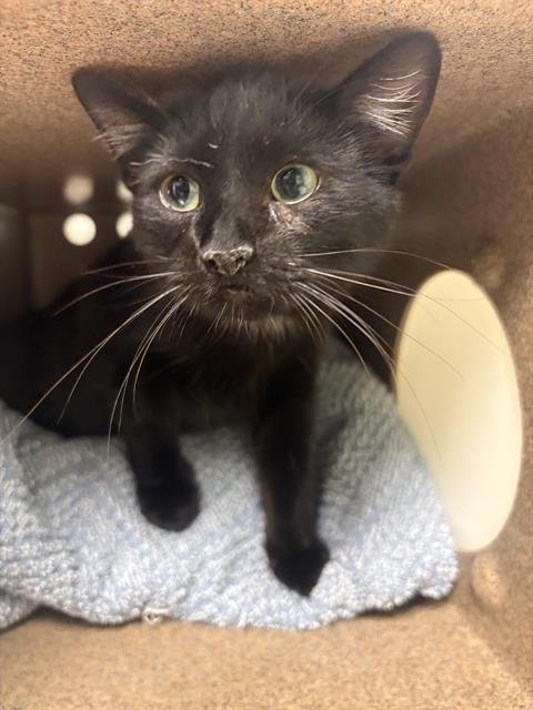 BUTTON* - Domestic Short Hair available for adoption