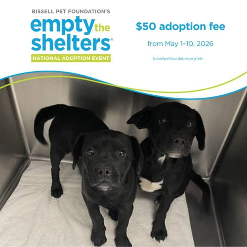 MIGUEL* - Labrador Retriever / French Bulldog available for adoption