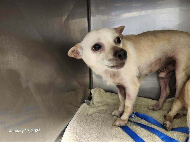 ZIPPER* - Chihuahua available for adoption