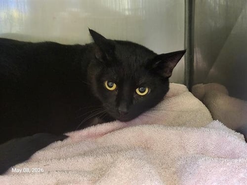 BIG BOY - Domestic Short Hair available for adoption