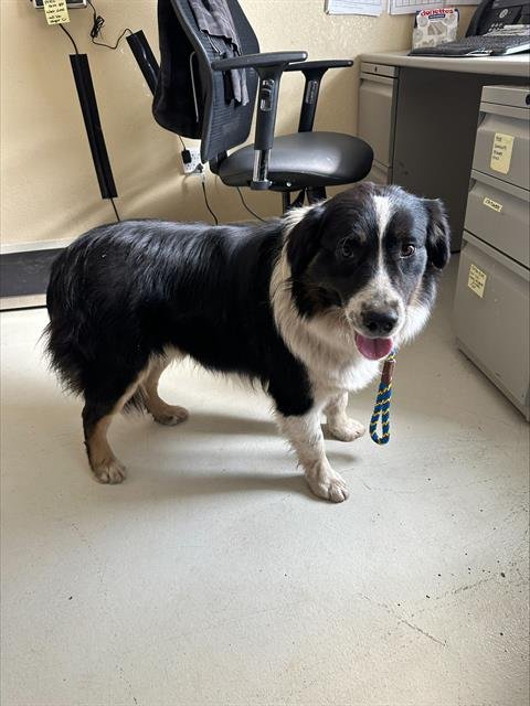 SQUIRREL* - Australian Shepherd available for adoption