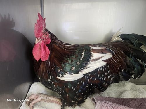 CARLTON* - Chicken available for adoption