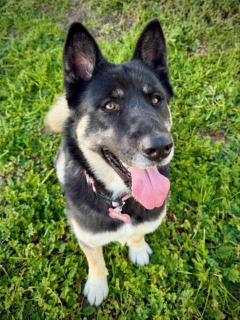 NIKE - Akita / Siberian Husky available for adoption