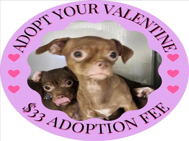 SPIRIT* - Chihuahua available for adoption