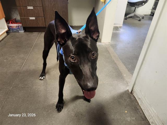 SMOKEY - Ibizan Hound available for adoption