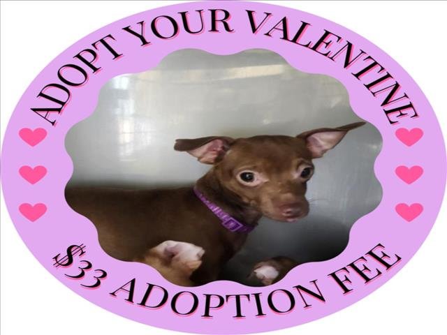 COURAGE* - Chihuahua available for adoption