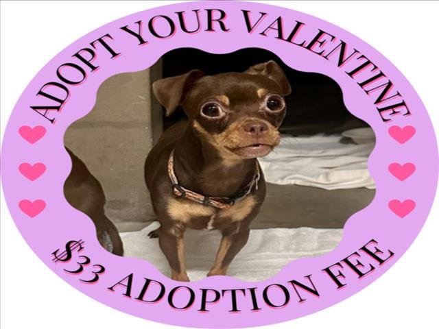 BOLD* - Chihuahua available for adoption