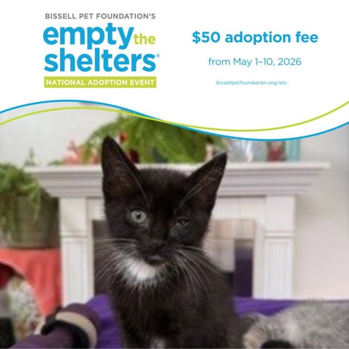 CRONUT* - Domestic Short Hair available for adoption