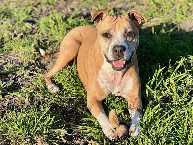 DOVEY - Pit Bull Terrier / Boxer available for adoption