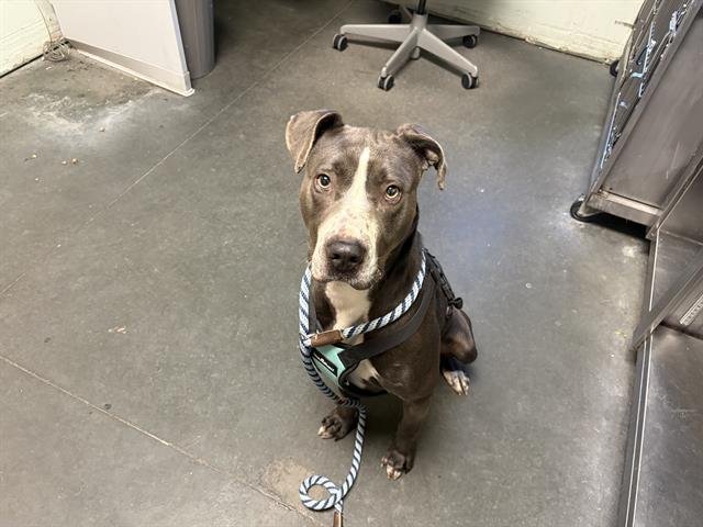 BAILEY - Pit Bull Terrier available for adoption