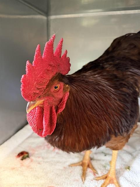 MEL BROOKS* - Chicken available for adoption