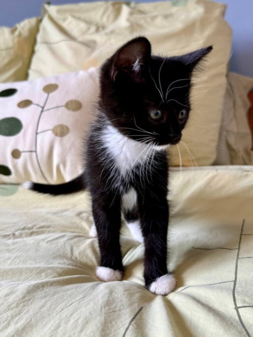 GIA* - Domestic Short Hair available for adoption