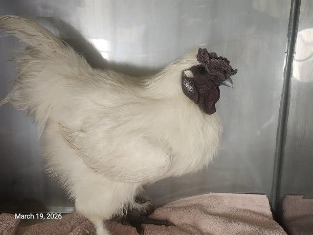 DONALD THE SILKIE* - Chicken available for adoption