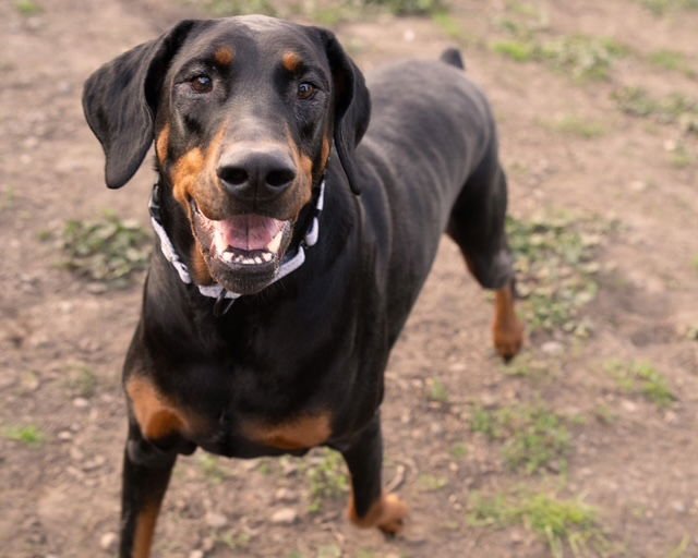 JASMINE - Doberman Pinscher available for adoption