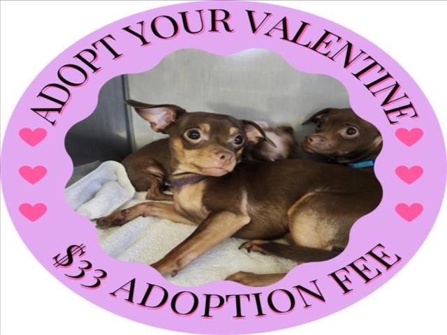 BRAVE* - Chihuahua available for adoption