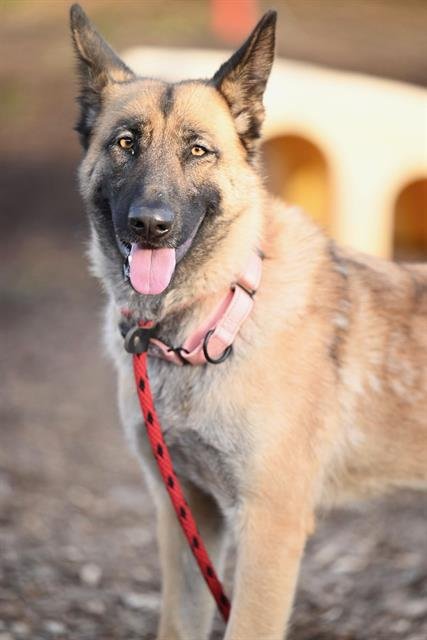 PORTIA* - Belgian Shepherd Malinois available for adoption