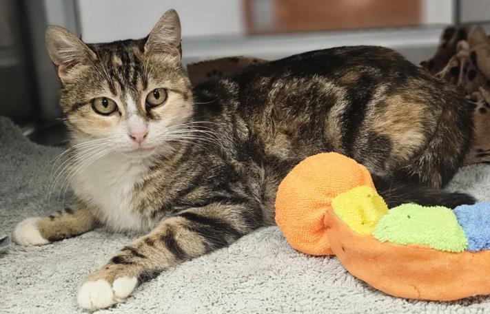 HONEY* - Domestic Short Hair available for adoption