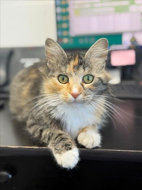 NOUGAT* - Domestic Medium Hair available for adoption