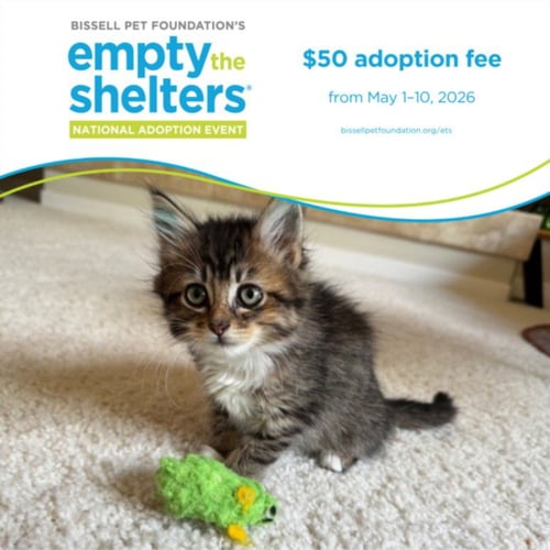 GREENIE* - Domestic Medium Hair available for adoption