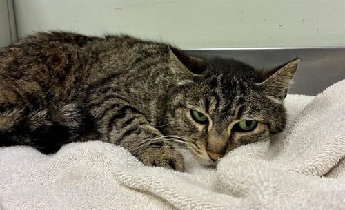 WHINNIE - Domestic Short Hair available for adoption