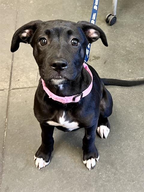 FREYA - Pit Bull Terrier available for adoption