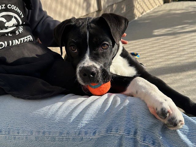 BUBBA* - American Bulldog available for adoption