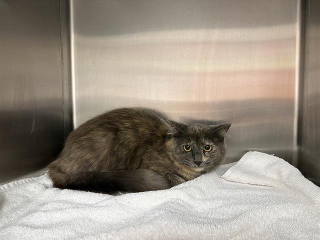 ANDREA* - Domestic Medium Hair available for adoption