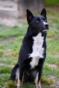 THOR - Photo 1