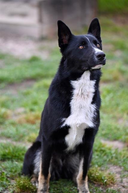 THOR - Border Collie / German Shepherd Dog available for adoption