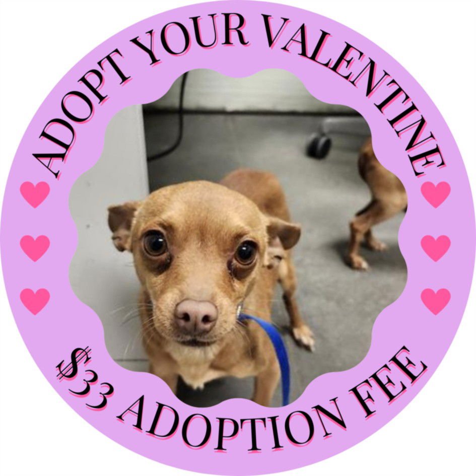 BOBBY* - Chihuahua / Miniature Pinscher available for adoption