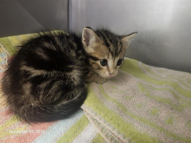 JAKE PERALTA* - Domestic Short Hair available for adoption