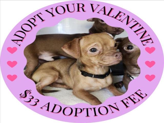 VALOR* - Chihuahua available for adoption
