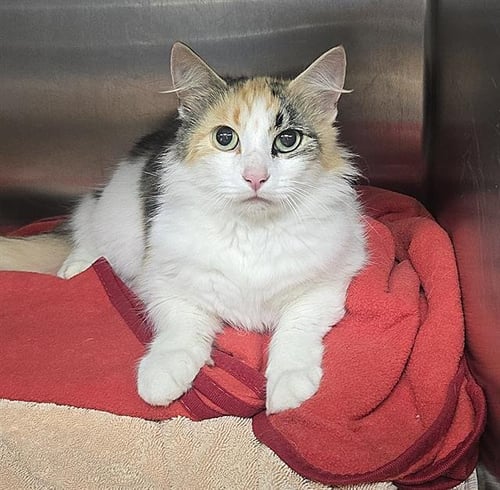 FLORENCE* - Domestic Medium Hair available for adoption